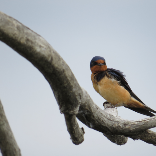 Barn Swallow