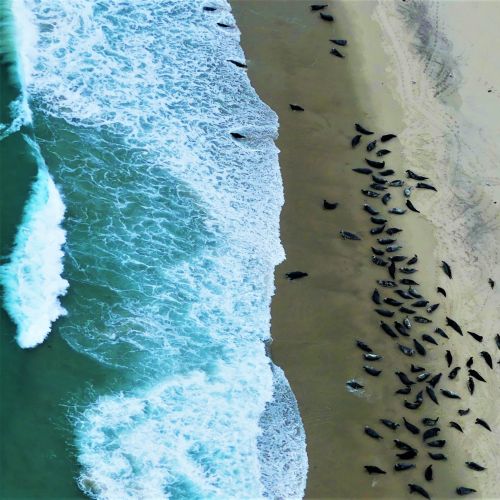 Seals of Sable Island