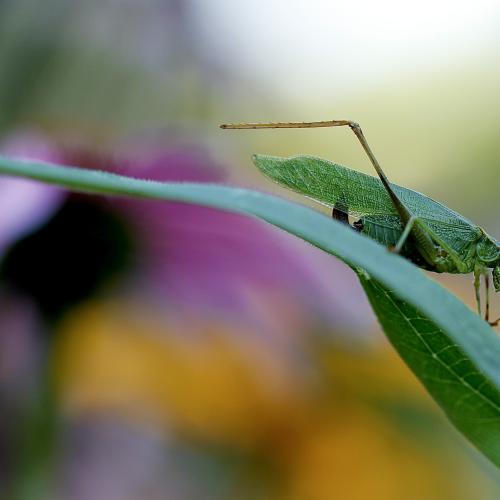 Katydid