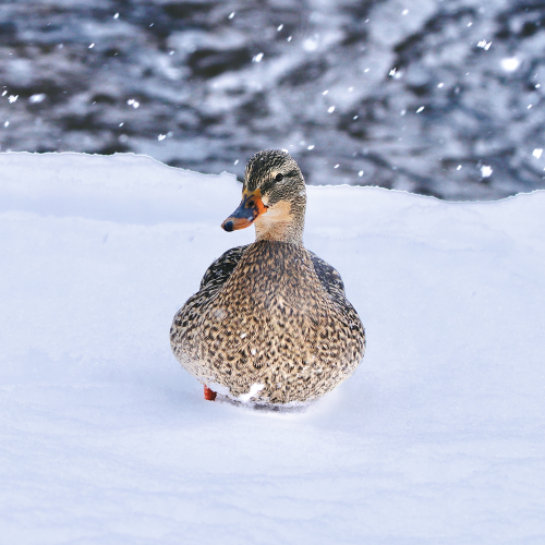 Mallard In The Snow