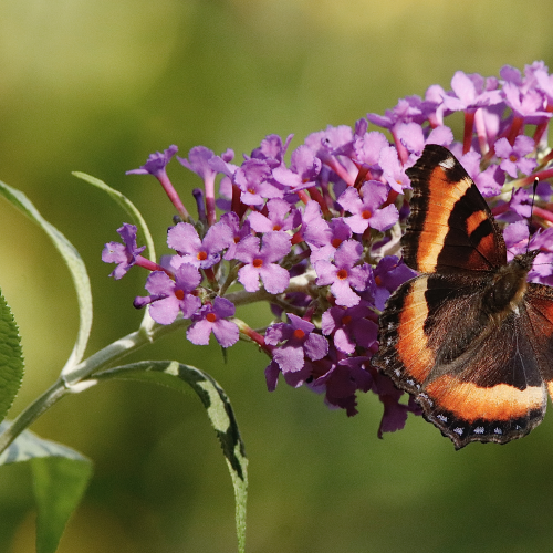 Milberts Tortoiseshell Butterfly