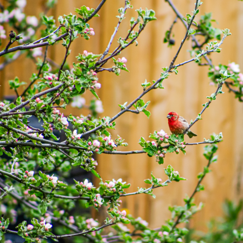 Cardinal in spring 