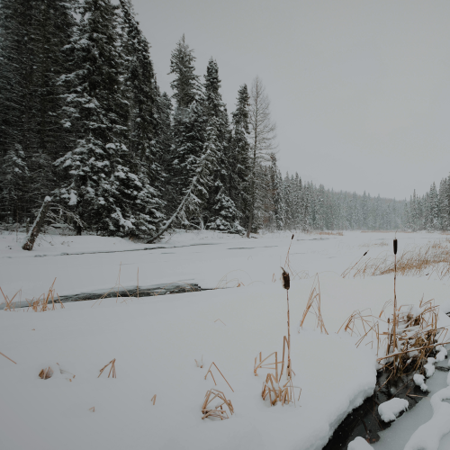 Frozen River Trail