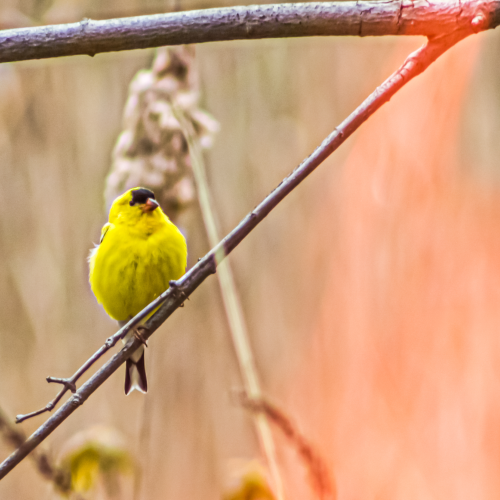 Yellow cardinal