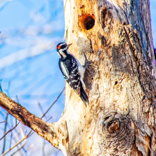Woodpecker