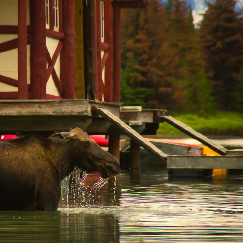 Head Above Water