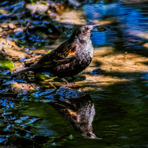 Reflection