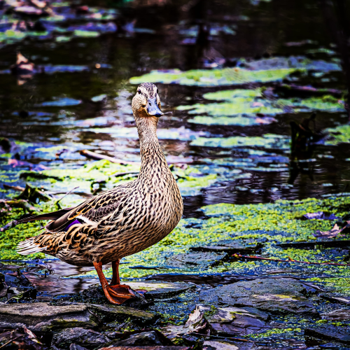 Mottled Duck