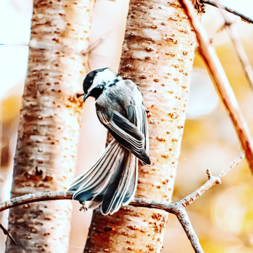 Spread those wings