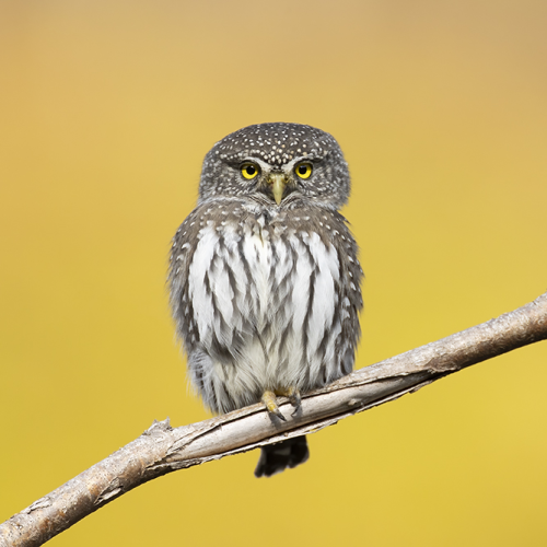 Autumn Pygmy