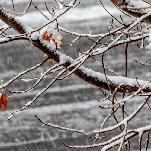 The last of the Fall leaves before old man winter takes control