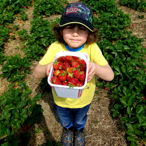 Strawberry Fields Forever