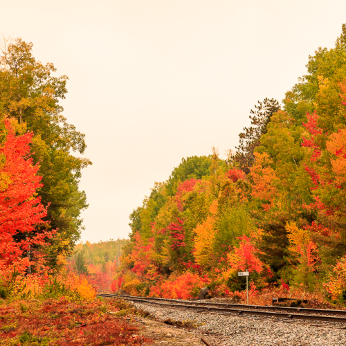 Beauty Down the Track