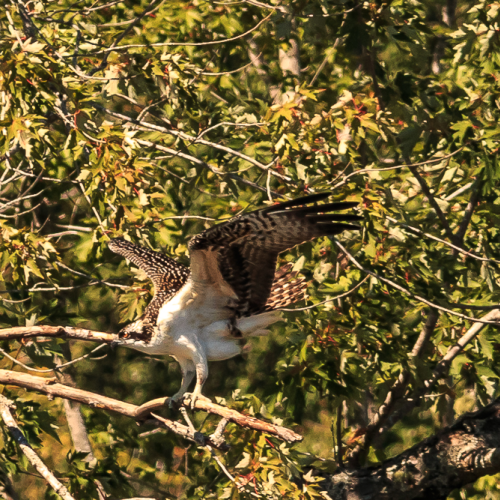 Safe Landing