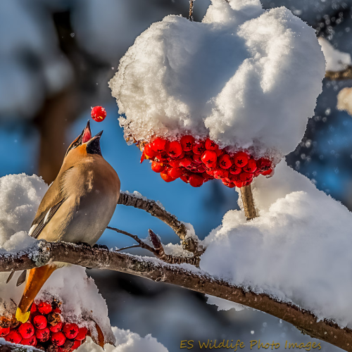 A Berry Nice Day 