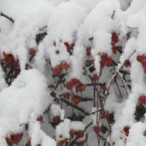 Fresh Snow