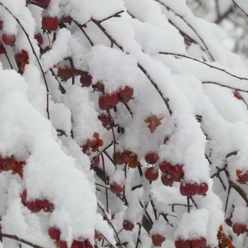 Fresh Snow #2