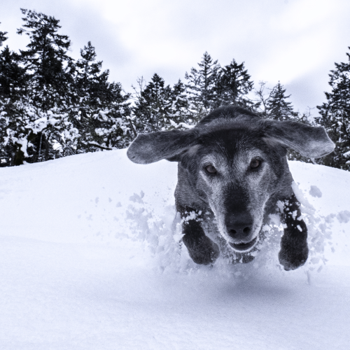 Dashing Through the Snow