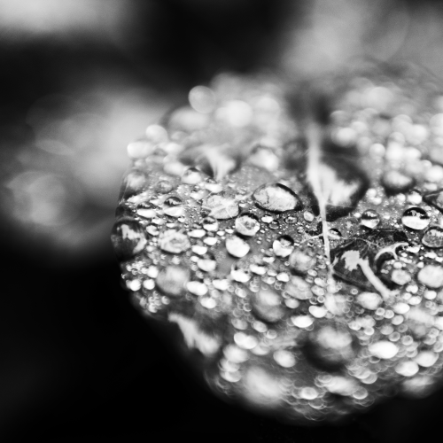 Leaf Drops