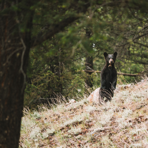 Bear Cub at the Valley of Five Lakes