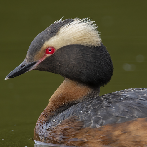 The Red Eye