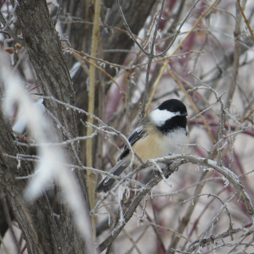 Black Capped Chickadee