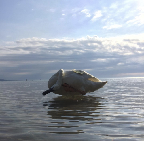 A dancing Swan
