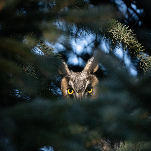 Hidden in the Forest