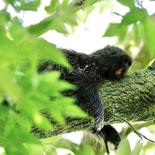 Sleepy Young Porcupine