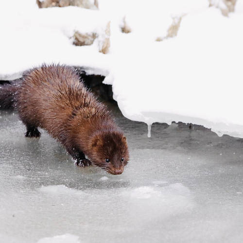 Mink Out Hunting