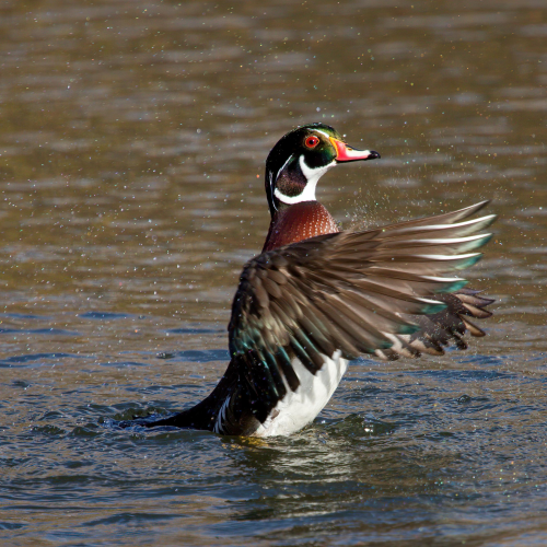 Wood duck