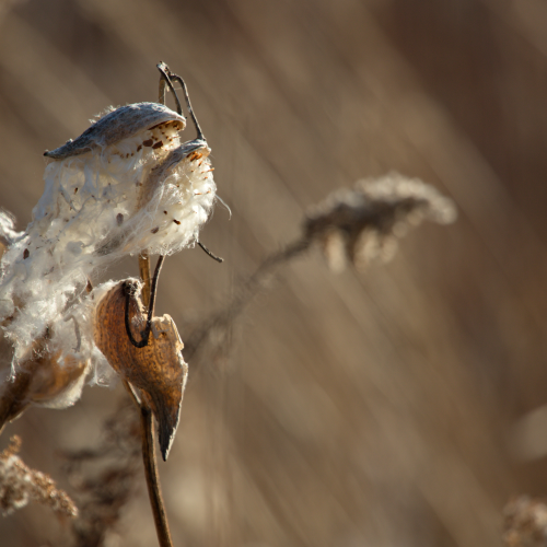 Seeds