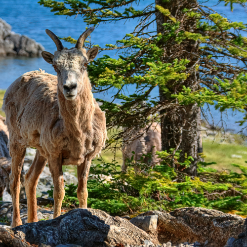 Lake Ewe
