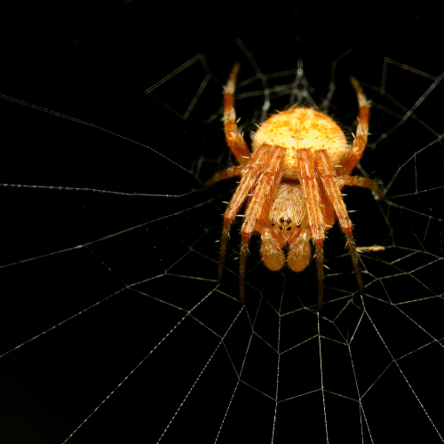 Webmaster
