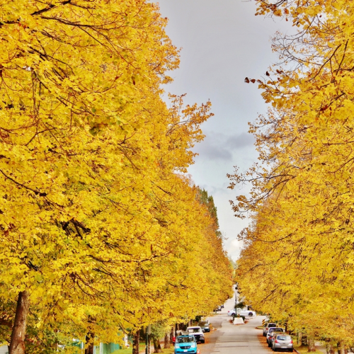 Autumn Colours