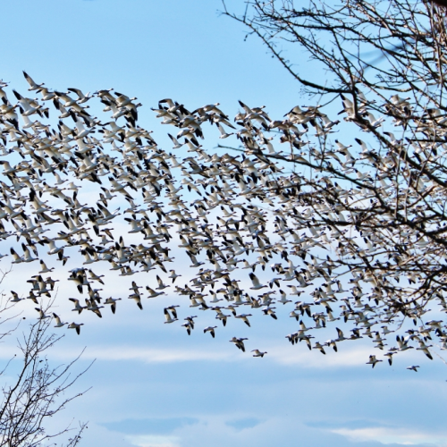 Snow Geese