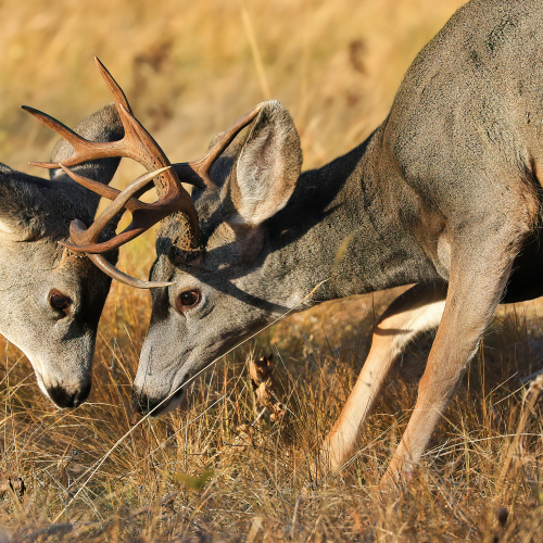Deer Fight