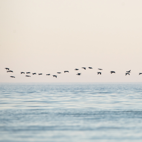 Cormorants Fly In Formation