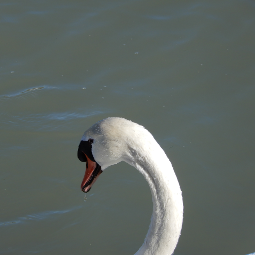 Swan dripping water following dive for food