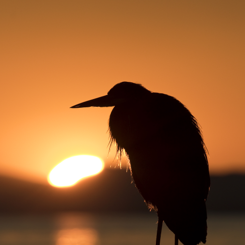 Even birds watch the Sunset..