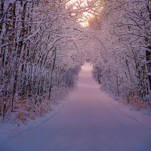 Sunrise Glow Over A Wintry Treelined Road