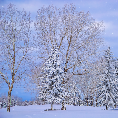 Snowfall Over A Winter Park