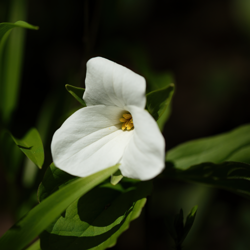 Trillium 