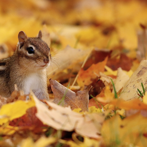 Eastern Chipmunk