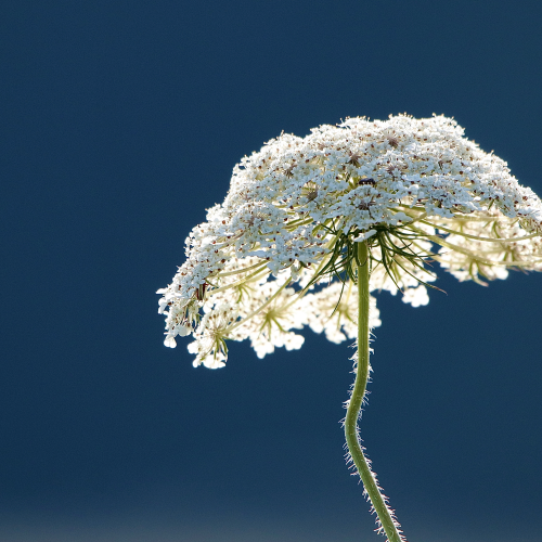 Wild Carrot