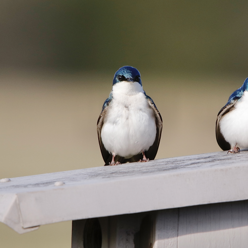 Tree Swallows