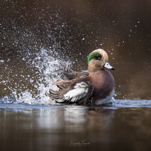 Splish Splash 