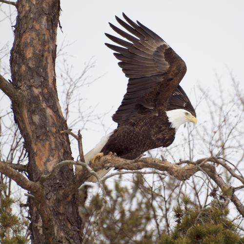 Eagle preparing to soar