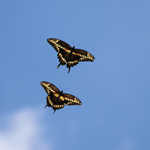 Giant Swallowtails