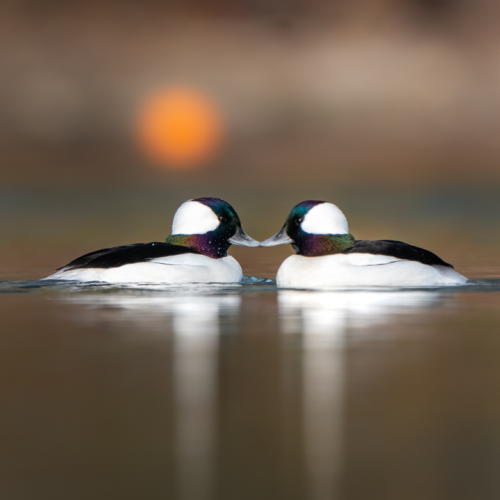 2020 photo submissions - William Caradonna